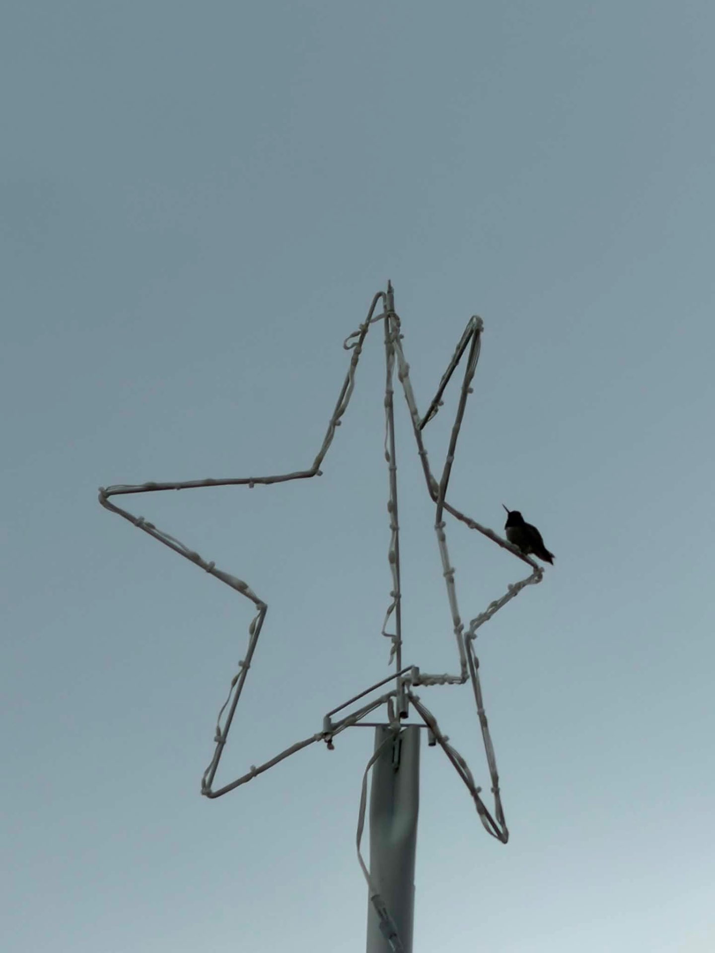 Pole Star + Visitor