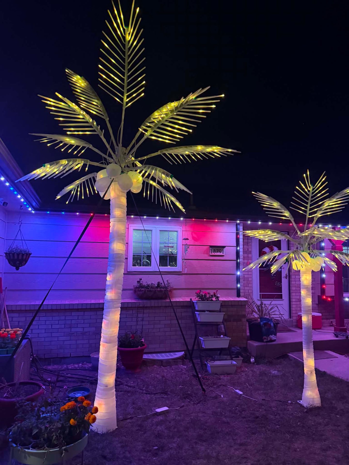 Lit Palm Trees